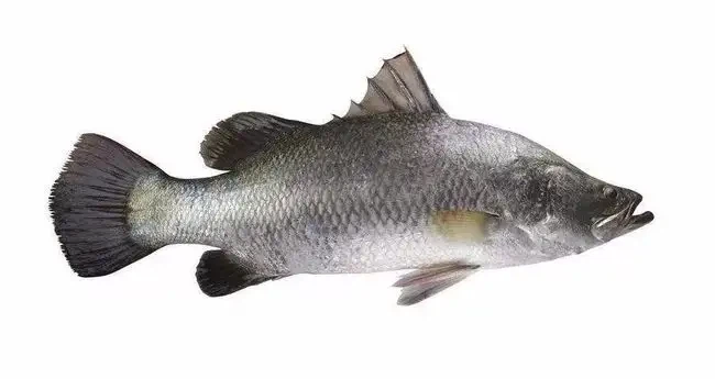 src=http___nimg.ws.126.net__url=http2F2Fb4e7eb800066293db4d36c1358dae826.jpeg&thumbnail=650x2147483647&quality=80&type=jpg&refer=http___nimg.ws.126