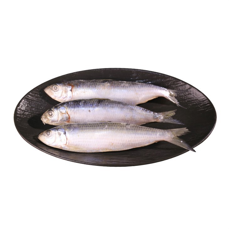Frozen Sardinella Longiceps