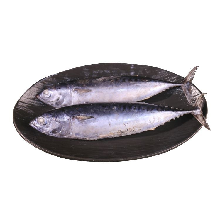 冷凍かつお 海鮮冷凍