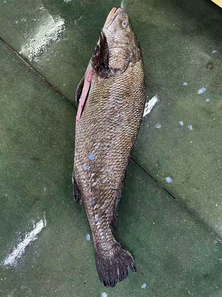 Frozen Brown Mulloway Gutted suppliers