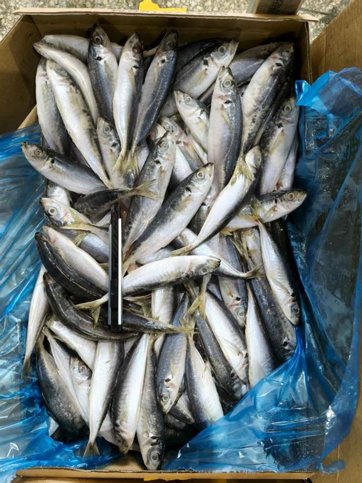 Frozen Capensis Fish best