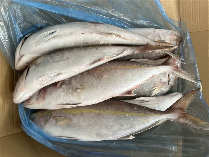 冷凍カンパチ