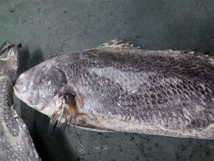 アナと雪の女王ミクティス・ミウイ