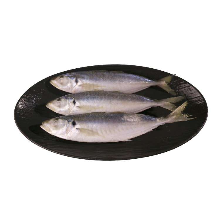 冷凍マルアジ魚