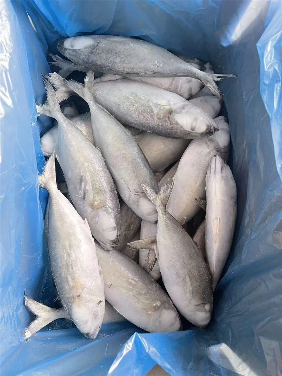 Frozen Round Scad Mackerel