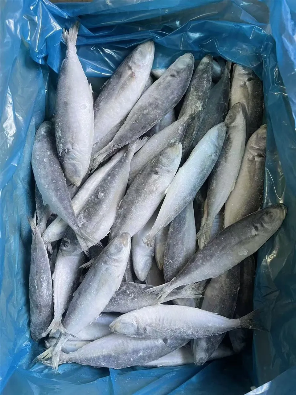 Frozen Round Scad WR