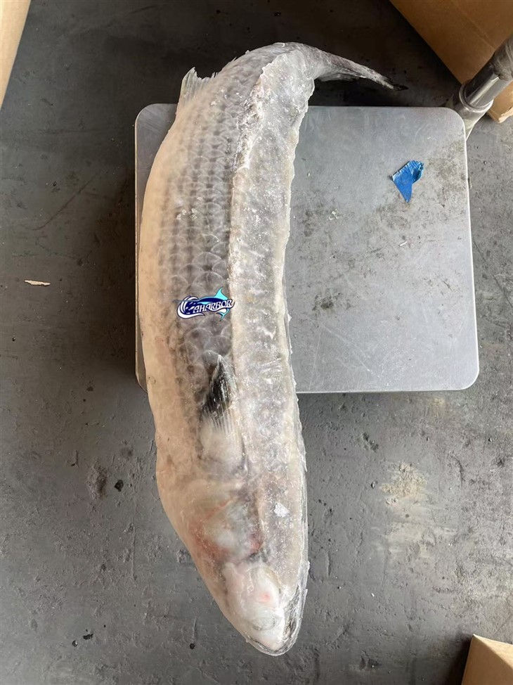 Frozen Sea Mullet Fish best