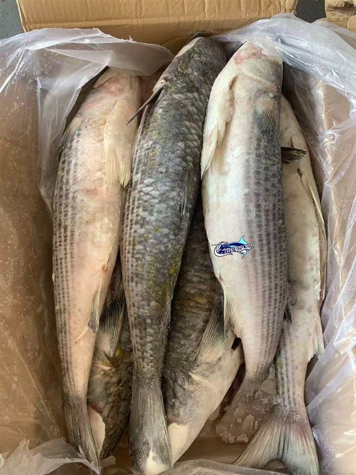 Frozen Striped Mullet Gutted factory