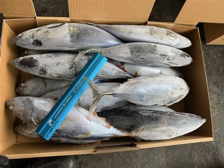 Frozen Suxis Rochei Fish best