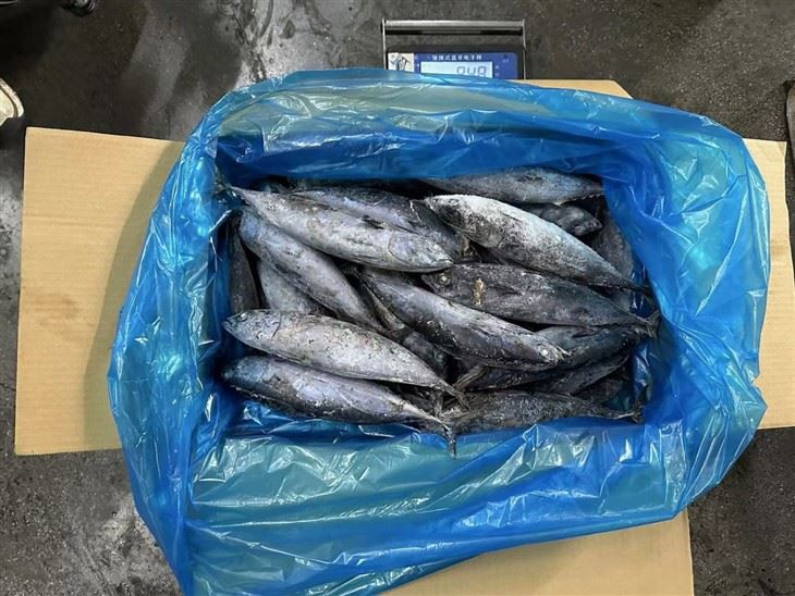 Frozen Suxis Rochei Fish factory