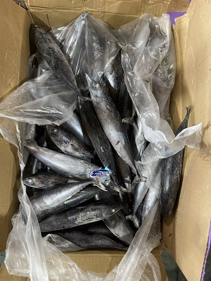 Frozen Suxis Rochei Fish suppliers