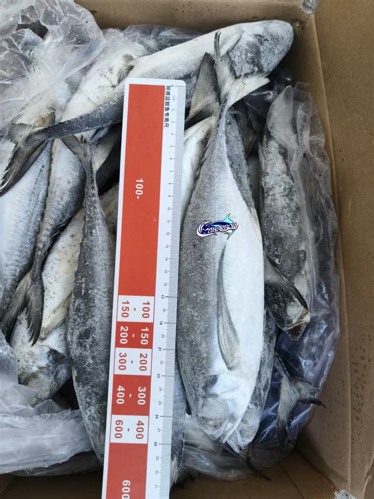 Frozen Torpedo Fish price