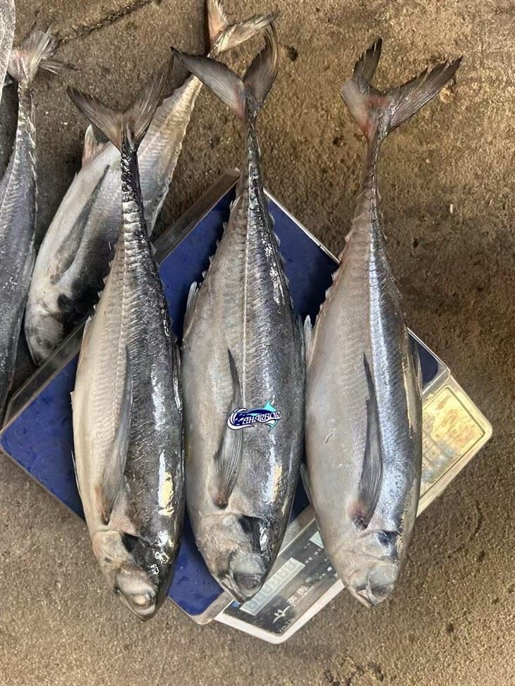 Frozen Torpedo Fish suppliers