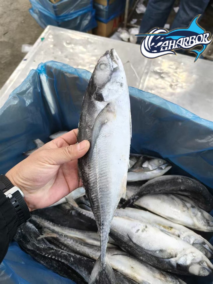 Frozen Torpedo Fish best