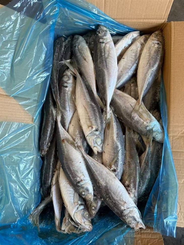 Frozen Trachurus Japonicus Fish best