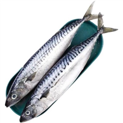 なぜサバを食べない人が多いのでしょうか？