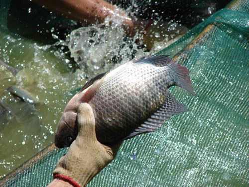 f15a4c4ddb575d8844f765936732354 f15a4c4ddb575d8844f765936732354